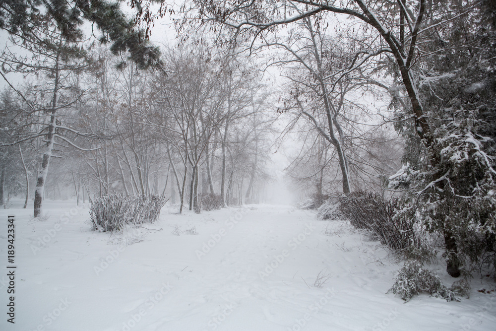Obraz premium Blizzard. snowstorm in forest. strong snowstorm in park. snow-covered trees.