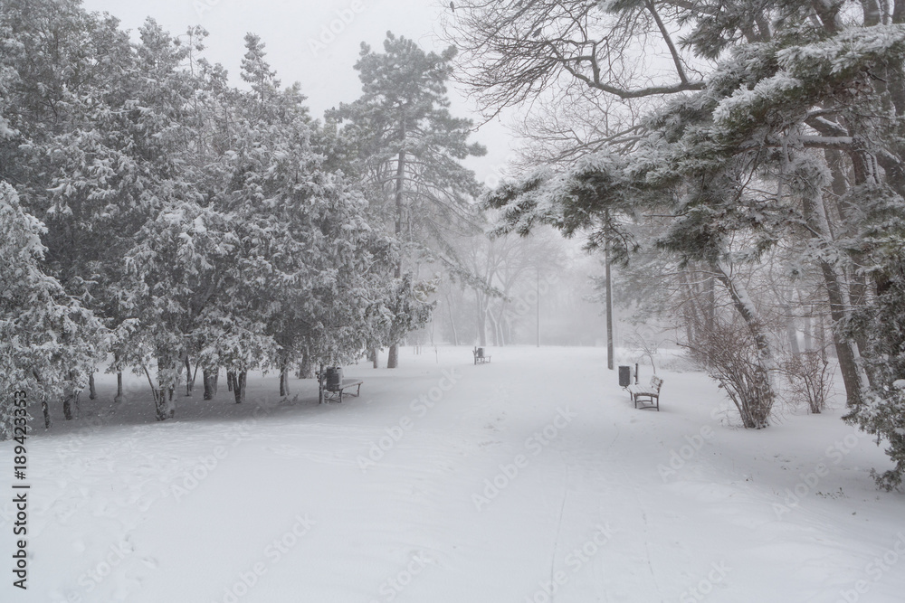Naklejka premium Blizzard. snowstorm in forest. strong snowstorm in park. snow-covered trees.