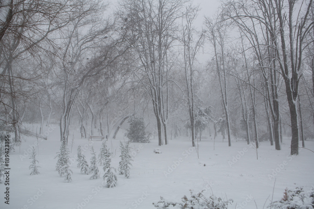 Blizzard. snowstorm in forest. strong snowstorm in park. snow-covered trees. Blizzard. snowstorm in forest. strong snowstorm in park. snow-covered trees.