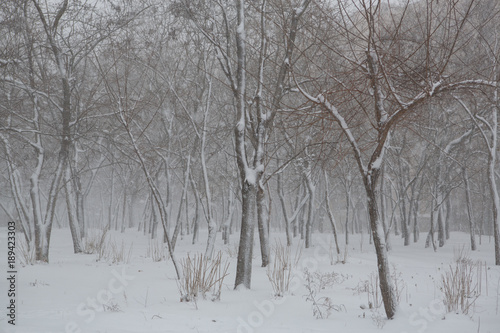 Blizzard. snowstorm in forest. strong snowstorm in park. snow-covered trees. © Alexey Lesik