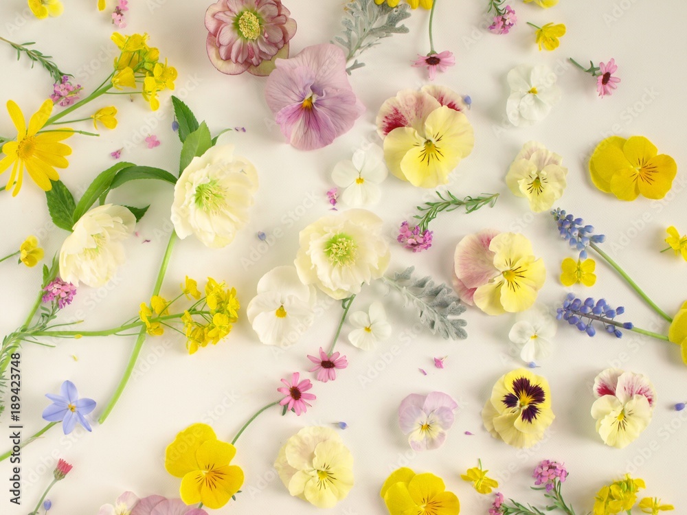沢山の春の花の花びら ナチュラル 白背景 背景素材 Stock 写真 Adobe Stock