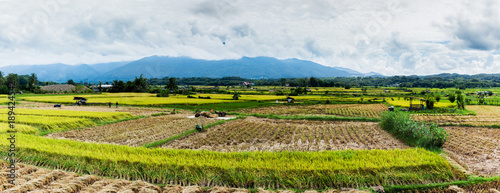 Fototapeta Naklejka Na Ścianę i Meble -  Rice fields Panorama