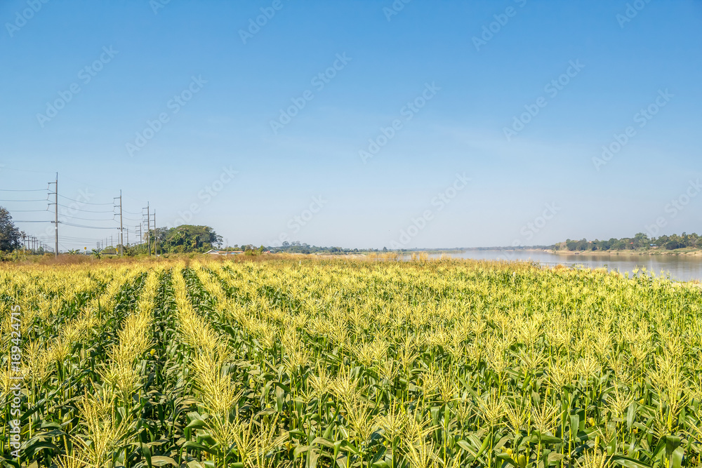Corn field on sky