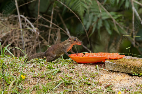 Cute common Tree Shrew eating ripe papaya at Fraser’s hill, Malaysia, Asia photo