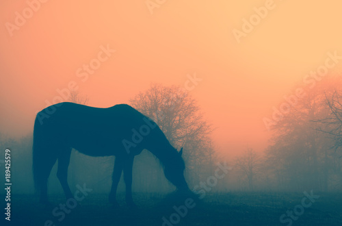 Silhouette of a horse eating hay against sunrise in heavy fog; with a vintage filter