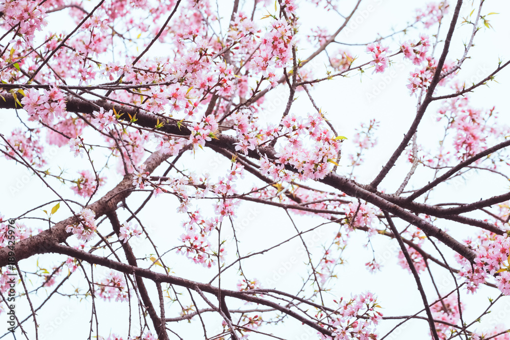 Wild Himalayan Cherry, Thai Sakura blossom Wild Himalayan Cherry, Thai Sakura blossom