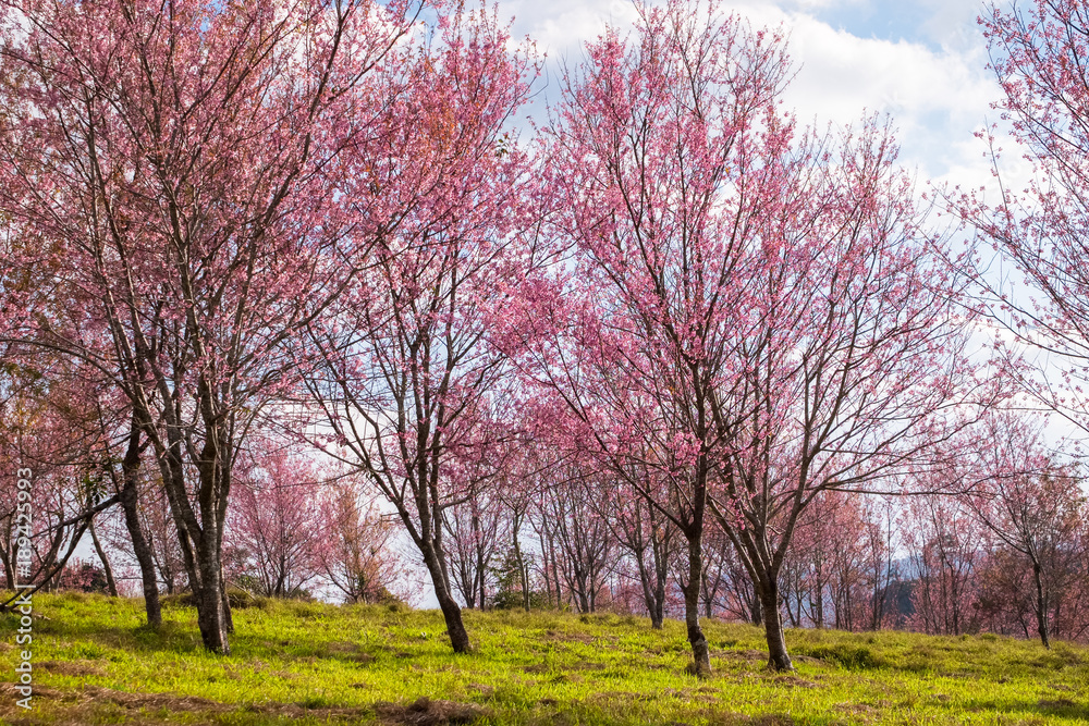 Thailand's Cherry Blossom at Phu Lom Lo Thailand's Cherry Blossom at Phu Lom Lo