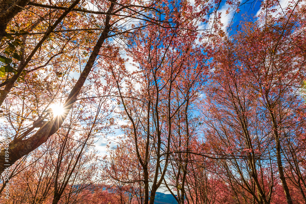 Thailand's Cherry Blossom at National Park