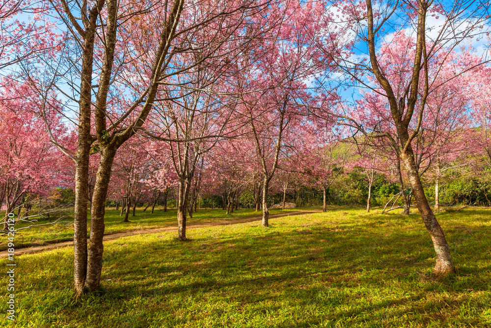 Thailand's Cherry Blossom at National Park Thailand's Cherry Blossom at National Park
