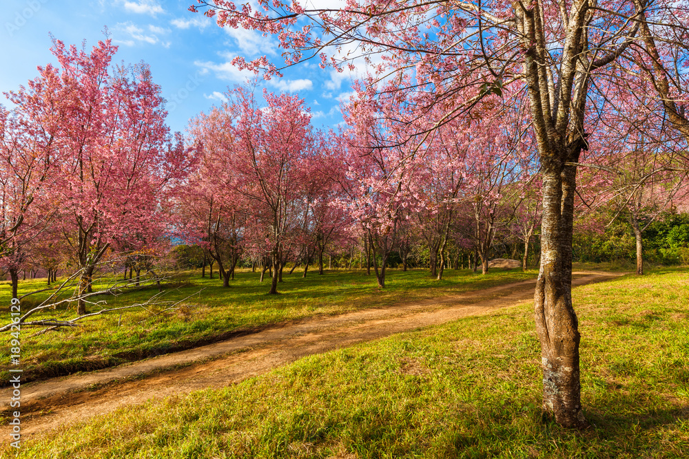 Thailand's Cherry Blossom at National Park