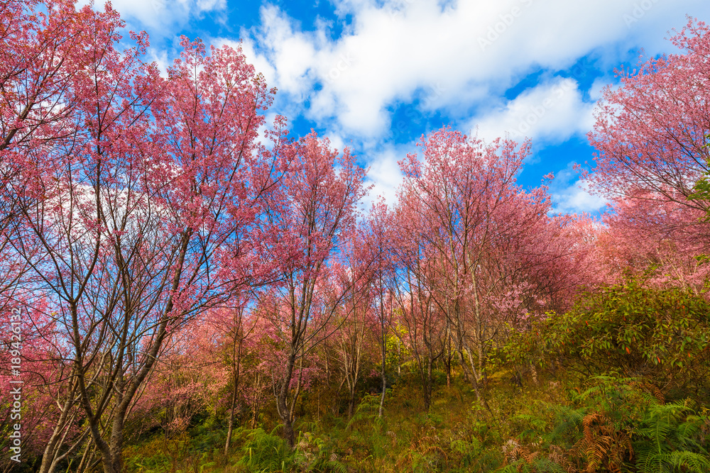 Thailand's Cherry Blossom at National Park Thailand's Cherry Blossom at National Park