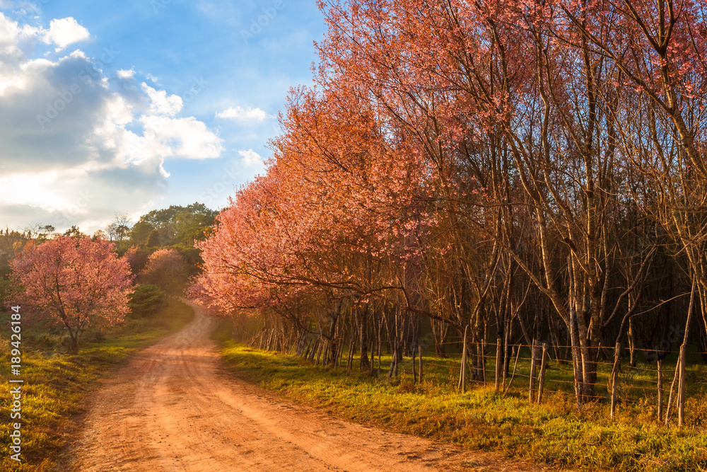 Fototapeta premium Thailand's Cherry Blossom at National Park