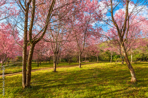Thailand s Cherry Blossom at National Park