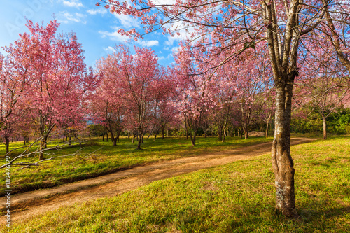 Thailand s Cherry Blossom at National Park