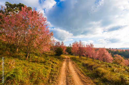 Thailand s Cherry Blossom at National Park