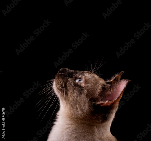 Profile of a tortie point Siamese cat looking up above her, against black background