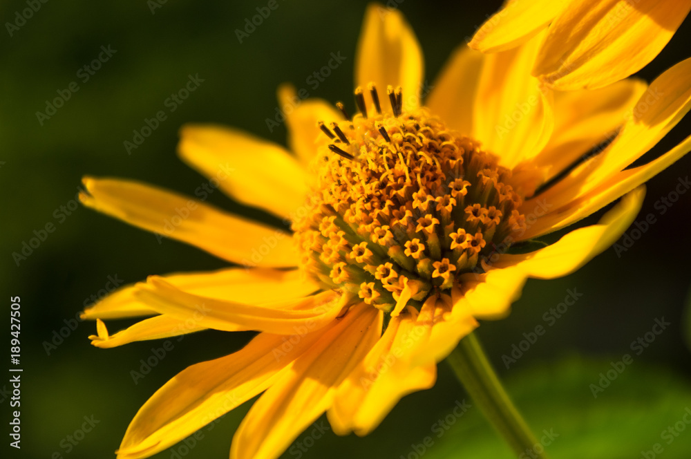 bouquet of bright yellow flowers Heliopsis helianthoides bouquet of bright yellow flowers Heliopsis helianthoides