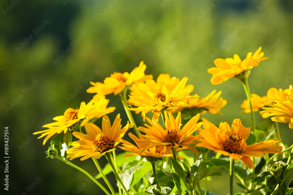 bouquet of bright yellow flowers Heliopsis helianthoides bouquet of bright yellow flowers Heliopsis helianthoides