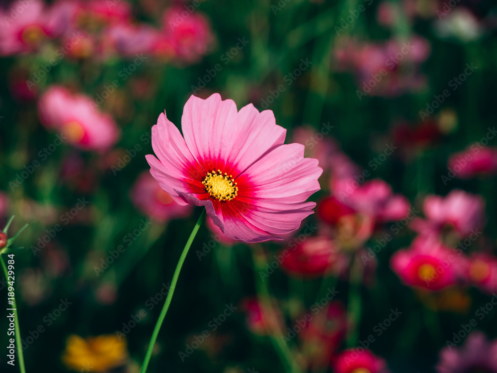 Obraz premium beautiful cosmos flower blooming in the field