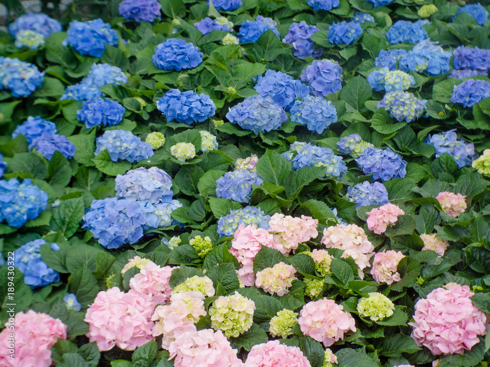 Hydrangea flower (Hydrangea macrophylla) in a garden Hydrangea flower (Hydrangea macrophylla) in a garden