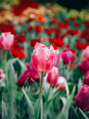 Colorful tulips flowers in the garden. Beautiful bouquet of tulips.