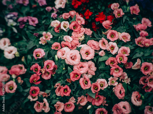 Close-Up of flowering Lisianthus or Eustoma plants in garden