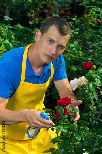 gardener cares for the flowers of a red and white rose in a green garden photo