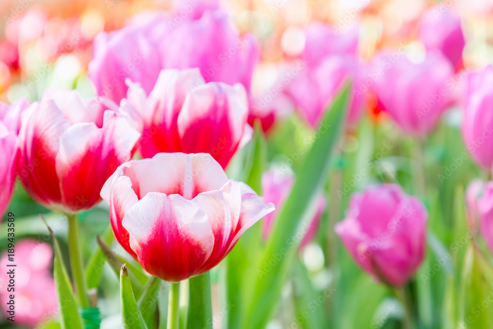 Tulip flower. Beautiful tulips in tulip field with green leaf background at winter or spring day. broken tulip. Tulip flower. Beautiful tulips in tulip field with green leaf background at winter or spring day. broken tulip.