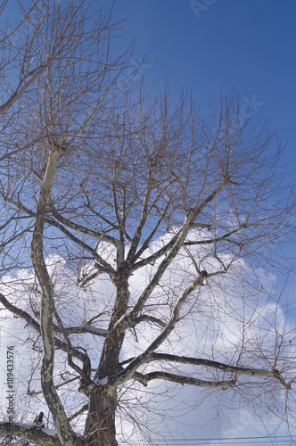 木と空 © sojyun