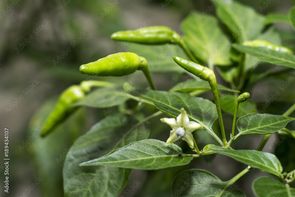 Green hot chili peppers on a tree Green hot chili peppers on a tree