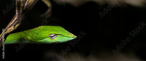 Beautiful green Vine snake (Ahaetulla nasuta) hanging from the branches side portrait against dark natural background