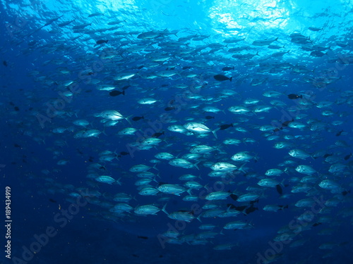 パラオの海 ギンガメアジ 群れ