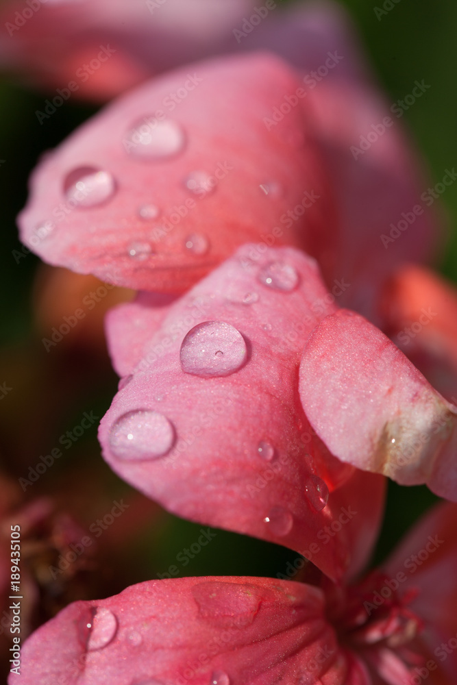 flower blossom dew drops
