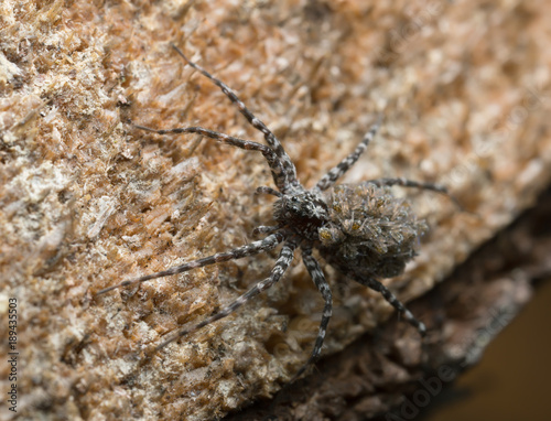 Wolf spider, Acantholycosa lignaria with juveniles on her back photo