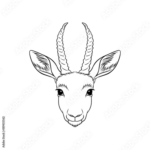 Sketch of antelopes head, portrait of forest animal black and white hand drawn vector Illustration