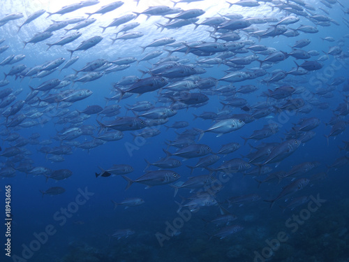 パラオの海　ギンガメアジ