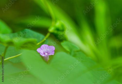 Beautiful wild purple flower with green foreground and background with copy space 