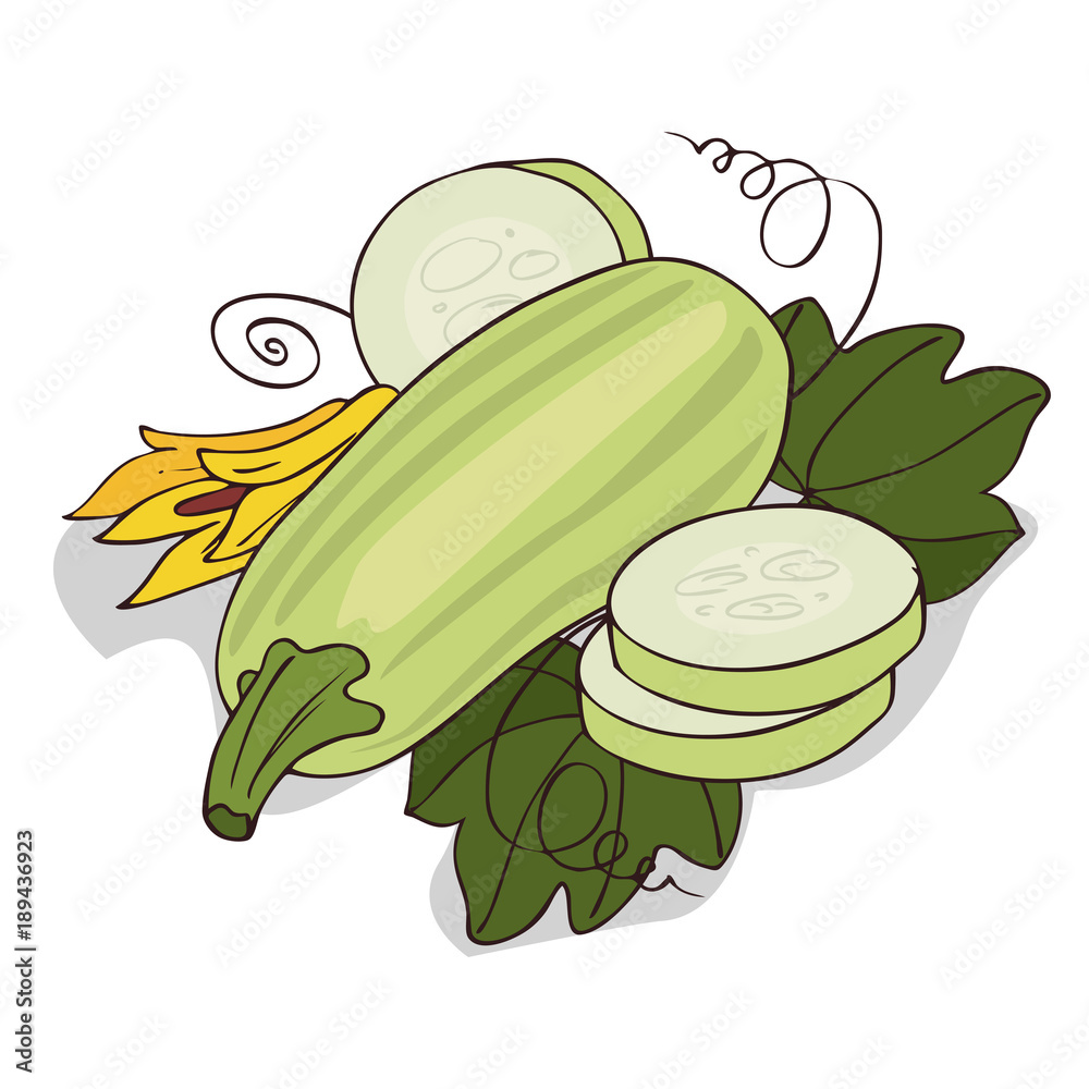 Isolate courgette or zucchini on white background. Close up clipart with  shadow in flat realistic cartoon style. Hand drawn icon Stock Vector |  Adobe Stock