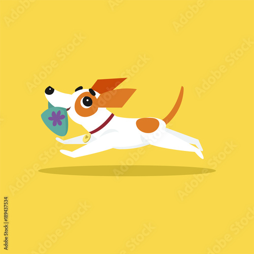 Cute jack russell terrier running with slipper in its mouth, funny pet animal character cartoon vector Illustration