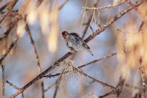 Redpoll is sitting on a tree branch.