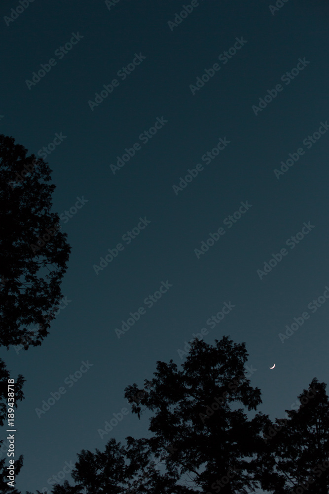 Fototapeta premium 森と月