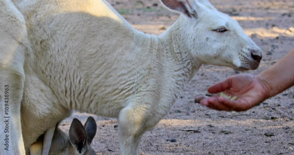Closeup of a kangaroo with her little puppy eating from the hand of a tourist in Western Australia. Kangaroos are one of the icons of Australia. Closeup of a kangaroo with her little puppy eating from the hand of a tourist in Western Australia. Kangaroos are one of the icons of Australia.