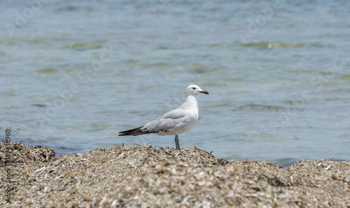 Audouin’s Gull, Larus audouinii. It is an endangered gull restricted to the Mediterranean and the western coast of Saharan Africa. Photo taken in Santa Pola, Alicante, Spain.