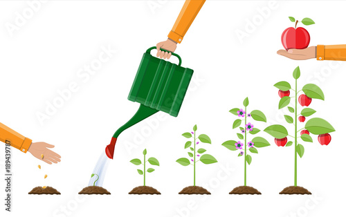 Growth of plant, from sprout to fruit.