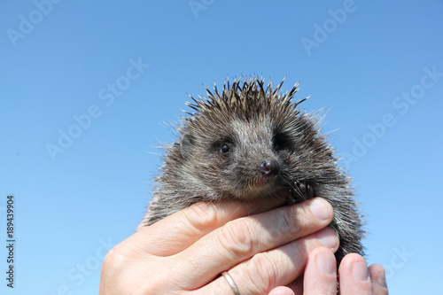 Hedgehog in the man's hand against the blue sky