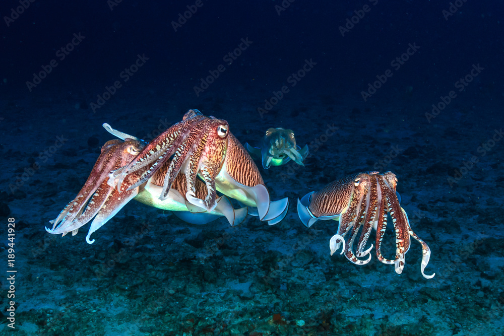 Several mating Cuttlefish on a tropical coral reef at dawn - obrazy, fototapety, plakaty 