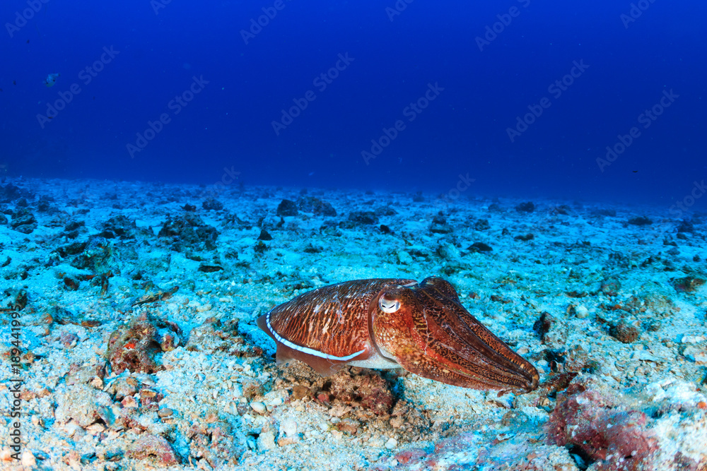 Fototapeta premium Small Pharaoh Cuttlefish on a tropical coral reef