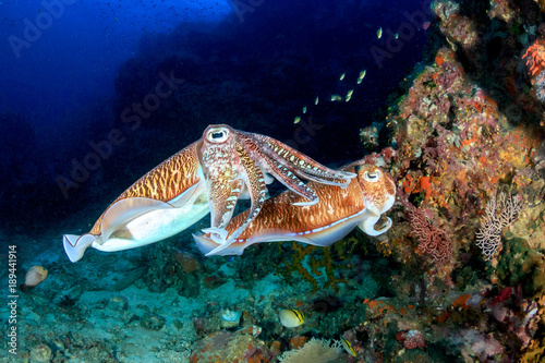 Mating Cuttlefish at sunrise on a deep, tropical coral reef