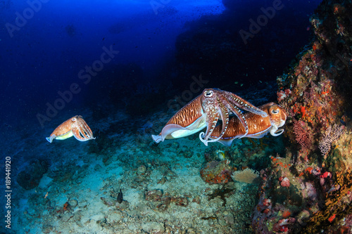 A pair of mating Cuttlefish on a healthy, deep, tropical coral reef