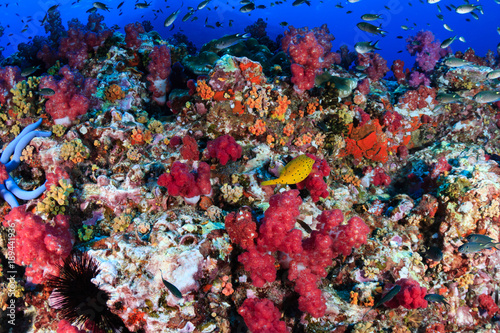 A colorful, healthy, tropical coral reef at dawn